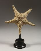 A STAR FISH, mounted on a circular base 9.5ins high