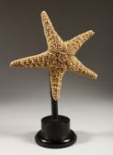 A LARGE STARFISH mounted on a circular base. 14ins high