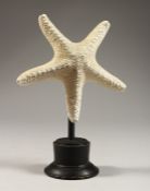 A STARFISH SPECIMAN on a plinth. 5.5ins high.