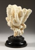 A LARGE WHITE CORAL 9ins high.