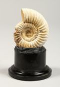 A SMALL AMMONITE on a circular base 4ins high