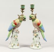 A PAIR OF CONTINENTAL PORCELAIN ENCRUSTED PARROT CANDLESTICKS 14ins high