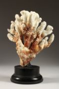 A LARGE WHITE CORAL 10ins high