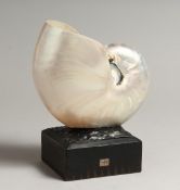 A NAUTILUS SHELL, mounted on a square base 7.5in high.