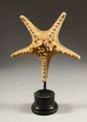 A STARFISH, mounted on a circular base 12ins high