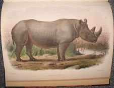 [RHINOCEROS] SCLATER (P.L.) XII On the Rhinoceros now or lately living in the Society's Menagerie,