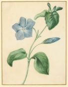 Attributed to John Cart Burgess, 19th Century English School, a study of a periwinkle flower,