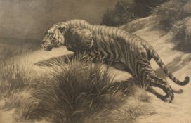 Herbert Dicksee (1862-1942) British, The Startled Tiger , etching, 18.5 x 28.5 .