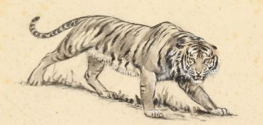 Manner of Arthur Wardle, A study of a tiger, ink heightened with white gouache, 6 x 7.5 , (