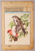 A 19TH/20TH CENTURY INDIAN MINIATURE PAINTING OF BIRDS, with inscription and possibly signed, the