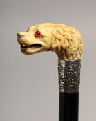 AN IVORY DOG'S HEAD HANDLE WALKING STICK.
