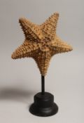 A STARFISH SPECIMEN on a stand.