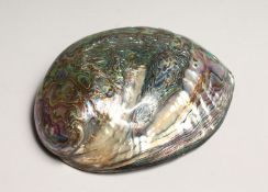 A MOTHER OF PEARL OPEN SHELL 7ins long
