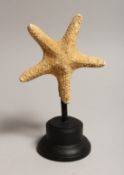 A STARFISH SPECIMEN on a stand.