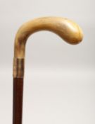 A VICTORIAN RHINO HANDLE WALKING STICK with gold band 2ft 11ins long