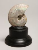 A FOSSILIZED PEARLY AMMONITE on a stand 2.75ins high