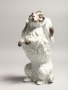 A SUPERB 19TH CENTURY MEISSEN FIGURE OF A BOLOGESE DOG sitting on his hind legs Cross swords mark in