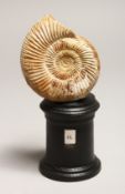 AN AMMONITE on a wooden stand. 3ins