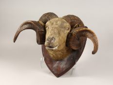 A VICTORIAN MOUNTED RAM'S HEAD with a pair of scrolling horns on a wooden stand. Possibly, Rowland