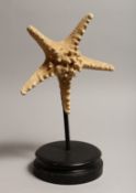 A STARFISH SPECIMEN on a stand.