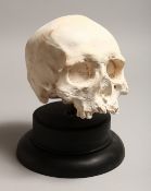 A PLASTER SKULL on a stand 7ins