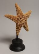 A STARFISH SPECIMEN on a stand.