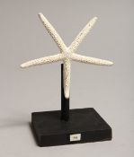 A STARFISH SPECIMEN on a stand.