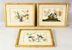 A SET OF THREE CHINESE PITH PAINTINGS, each depicting exotic birds perched on branches, image 17cm x