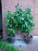 Two old copper pots containing artificial plants.