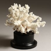 A LARGE WHITE CORAL SPECIAMEN, 6ins across, on a wooden base