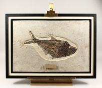 A 56 MILLION YEAR OLD FRAMED AND GLAZED FOSSILISED FISH. (Diplomystus Dentatus) Fish 16ins long.