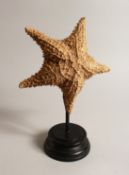 A LARGE STAR FISH SPECIMEN 9ins across on a wooden base