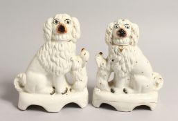 A RARE PAIR OF 19TH CENTURY STAFFORDSHIRE KING CHARLES SPANIELS AND YOUNG. 8ins high
