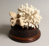 A LARGE WHITE CORAL SPECIMEN, 7ins across, on a wooden base