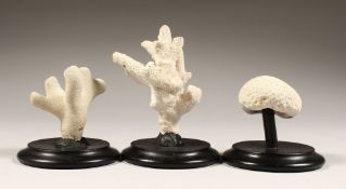 THREE SMALL CORAL SPECIMENS on wooden bases
