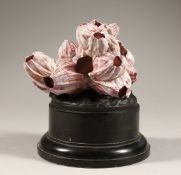 ACLUSTER OF PINK BARNACLES (Tetraclita) 4.5ins across on a wooden base.