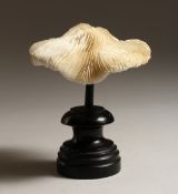 A MUSHROOM CORAL SPECIMEN, 5ins across, on a wooden base