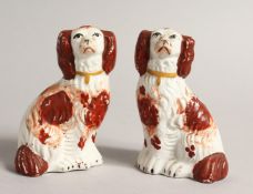 A SMALL PAIR OF STAFFORDSHIRE KING CHARLES SPANIELS 3.75ins high.
