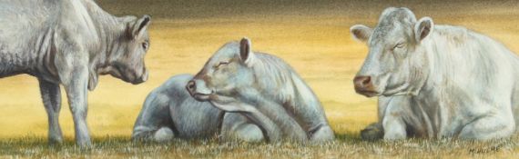 Mark Hulme, Charollais in the shade', watercolour, signed, label verso, 3.75