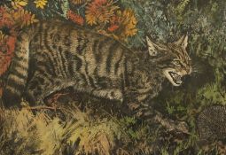 Tim J. Greenwood, 'Wild Cat', cat and hedgehog, coloured etching, signed in pencil and numbered 10/