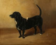 William Redworth, Study of a black and white terrier, 'Bonzo', oil on canvas, signed and dated 1935,