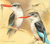 Ingrid Weiersbye (b.1945) South Africa, 'Brown hooded Kingfisher', A study of a bird, watercolour