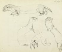 Henry Matthew Brock (1875-1960) British, Studies of a Stoat, pencil, signed, 9.75
