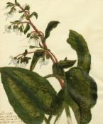 German School 18/19th Century, A set of four hand coloured botanical watercolours, 9