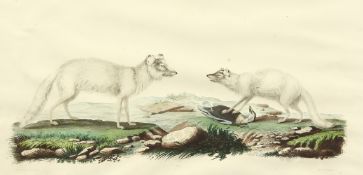 Franck / Gaimard / Fournier, circa 1842, 'Renard Isatis' from 'Voy en Islande et au Groenland',