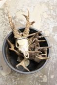 A quantity of deer skulls with antlers, mostly with medals relating to their history.