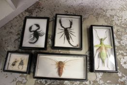Framed and glazed bugs.