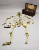 AN EARLY MEDICAL ANATOMICAL SKELETON, complete with skull, in original pine box with supplier's