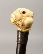 A 19TH CENTURY CARVED IVORY BULL DOG HANDLE WALKING CANE with engraved silver band 2ft 10ins long