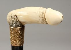 A VICTORIAN CARVED IVORY EROTIC PHALLIC WALKING STICK with gilt band engraved R.C.H. DRABBLE.